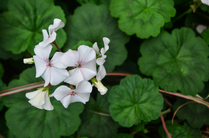 Flower Dome, Gardens by the Bay