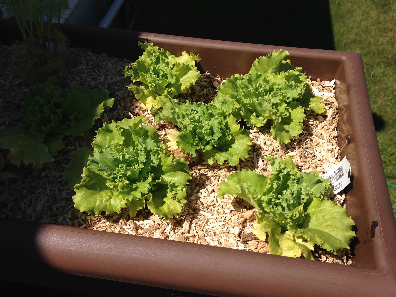 Moms, For Real Mulch Alternatives HEMP Mulch