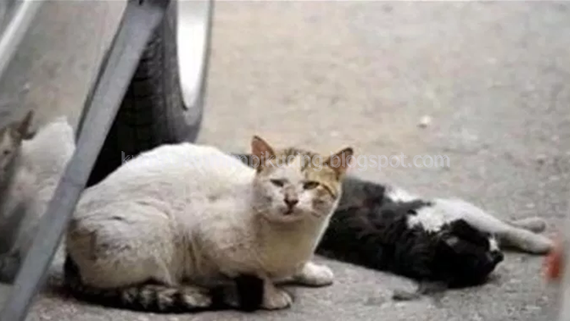 18+ Arti Mimpi Menabrak Kucing