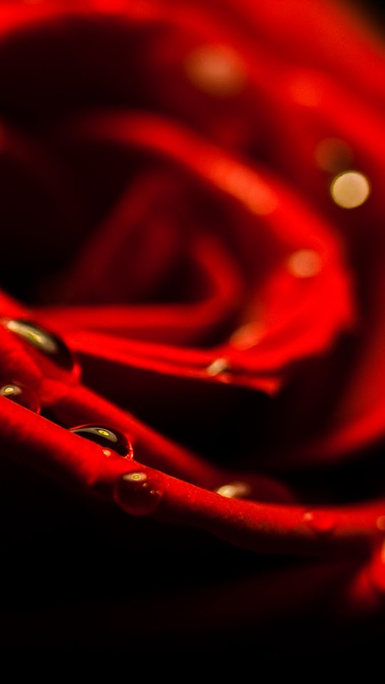 Red Rose Closeup Valentines Day  Android Best Wallpaper