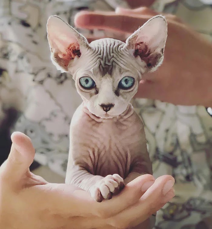 30 Adorable Pictures Of Sphynx Cats Everyone Will Love