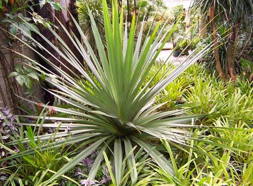 Jual Pohon Pandan Spiral Tanaman Hias Jual Tanaman Hias Murah Tukang Taman Tukang Kolam Minimalis