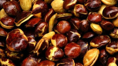 Manfaat Dan Bahaya Jengkol Bagi Kesehatan Tubuh