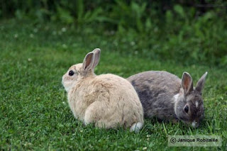 photo animaliere lapins
