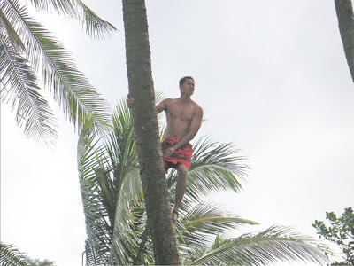 native climbing a palm tree in Hawaii