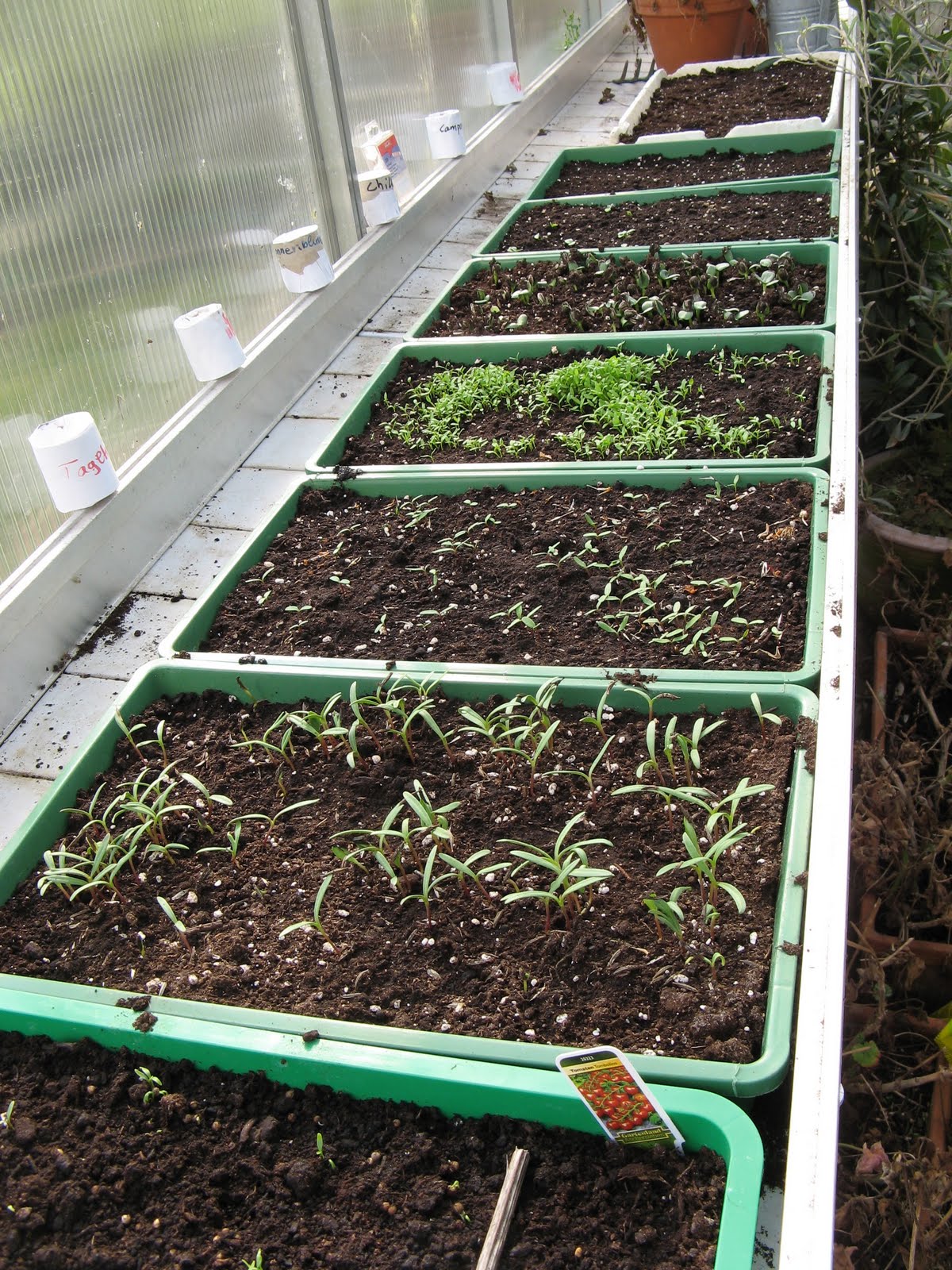 Gartentagebuch: Noch mehr blühende Sträucher