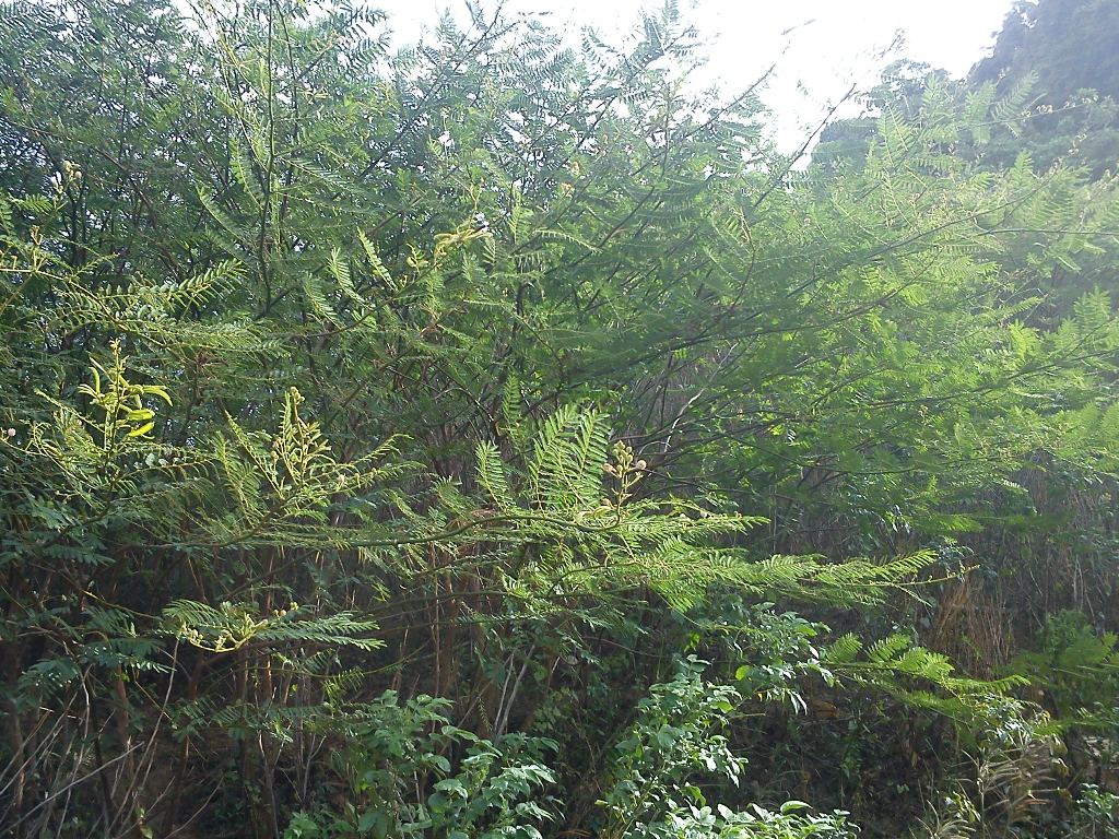 DSC02059.JPG