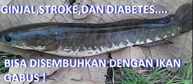 Manfaat Makan Ikan Gabus untuk Kesehatan Secara Umum