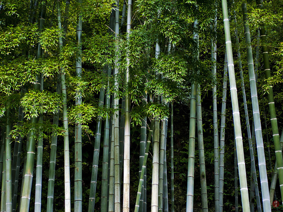 FROM THE GARDEN OF ZEN A bamboo grove in Jochiji