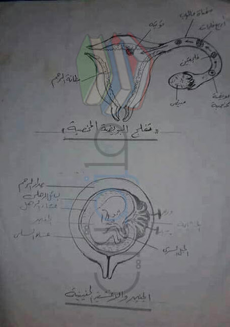 رسومات الاحياء للصف الثالث الثانوى