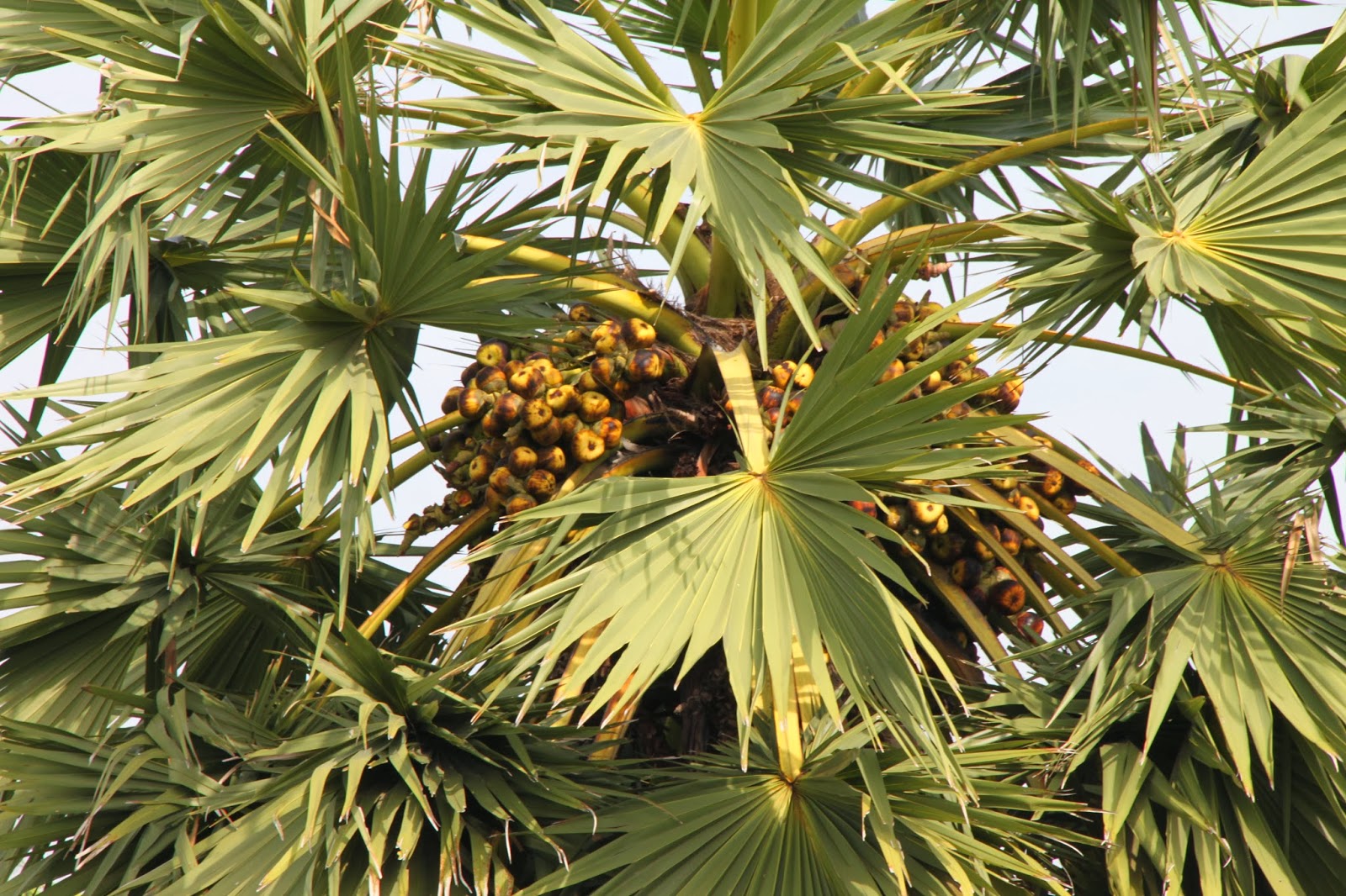 Trees and Plants Cambodian Sugar Palm Tree