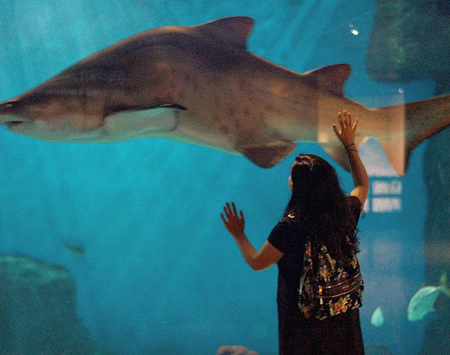 tiburones-Acuario-de-Sevilla