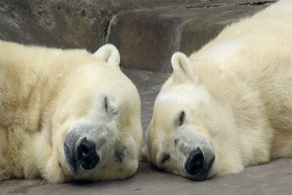 Интересные факты про белых медведей. Белые медведи спят.