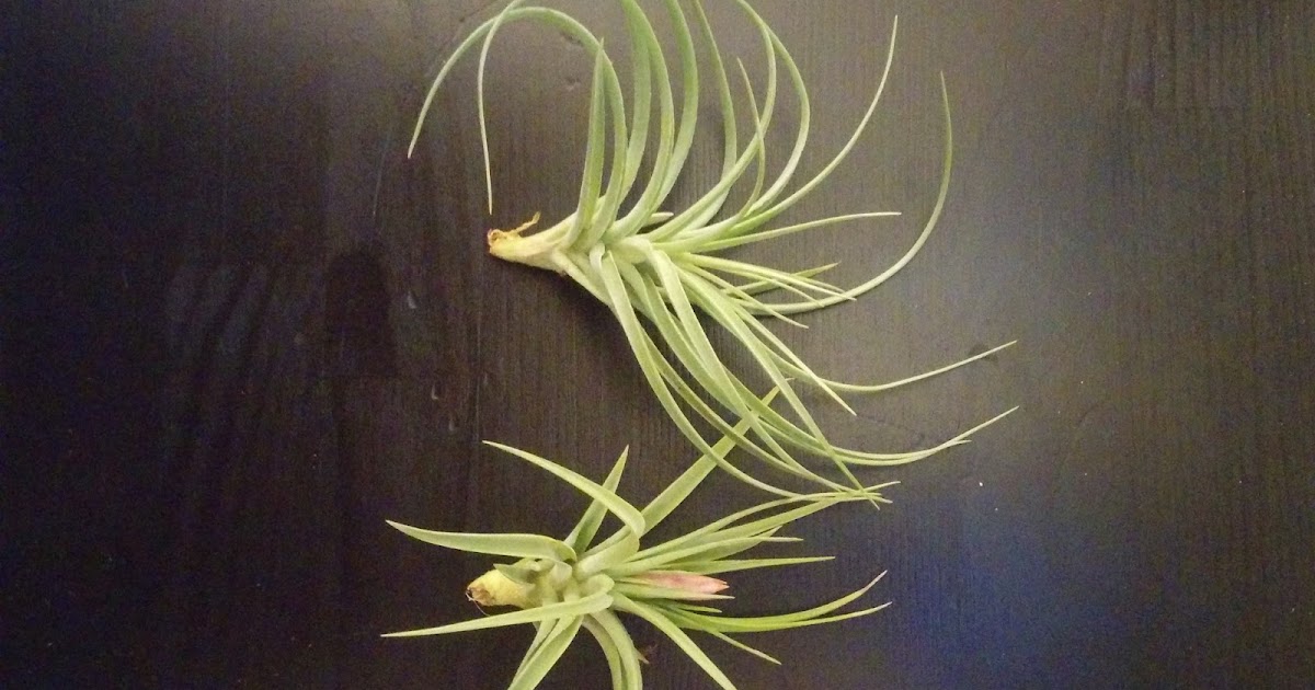 My Journey into Organic Living My Newest Obsession with