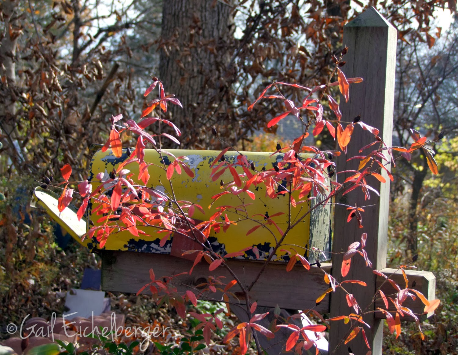 Ralph Edge The Burning Bush Well Maybe Not