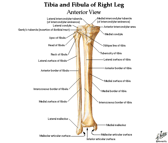 Upper and Lower Limbs Muscles,Skeleton,Knee joint,Hip ... show diagram of human lungs 