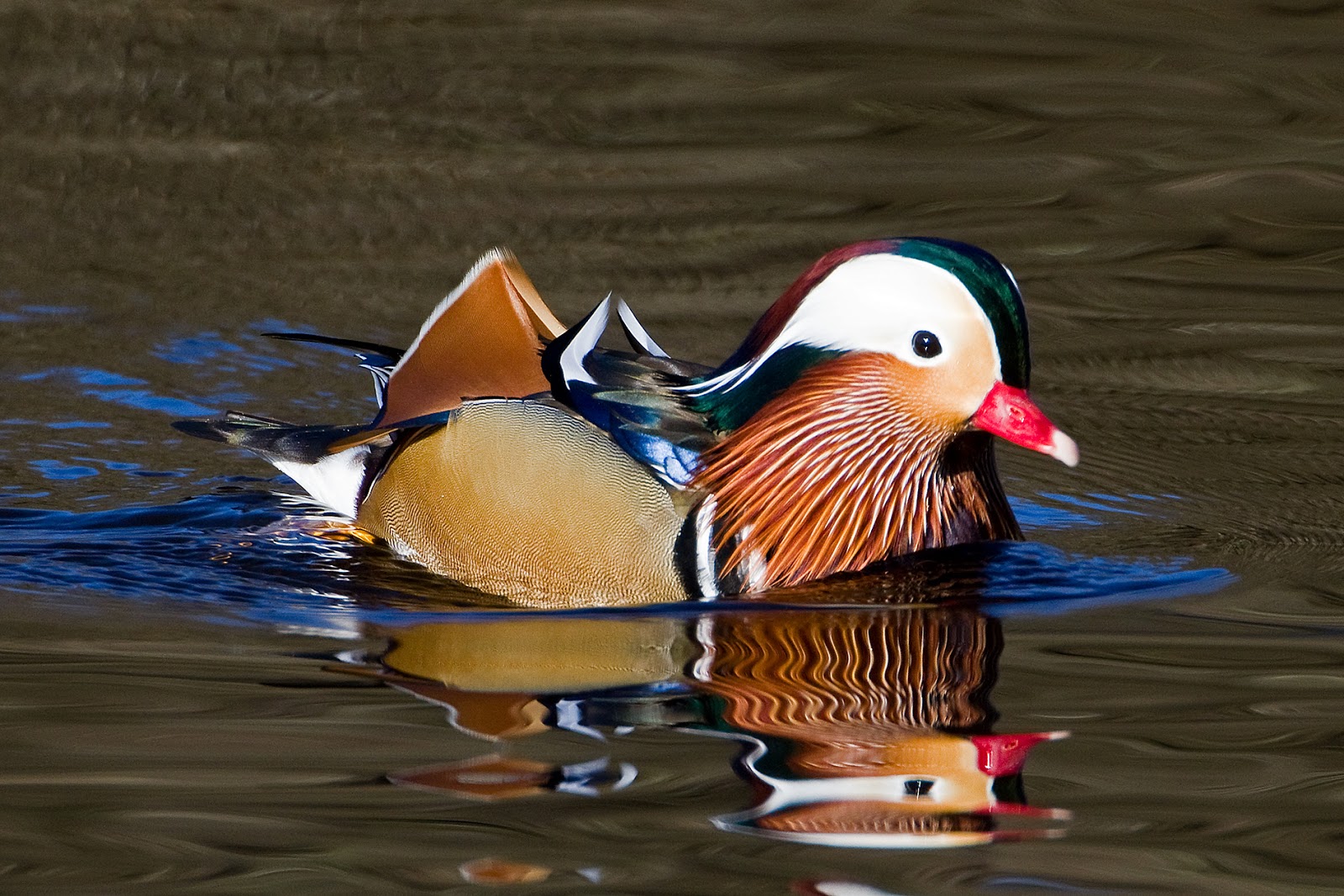 Martin's Sussex Birding Blog Wood Duck