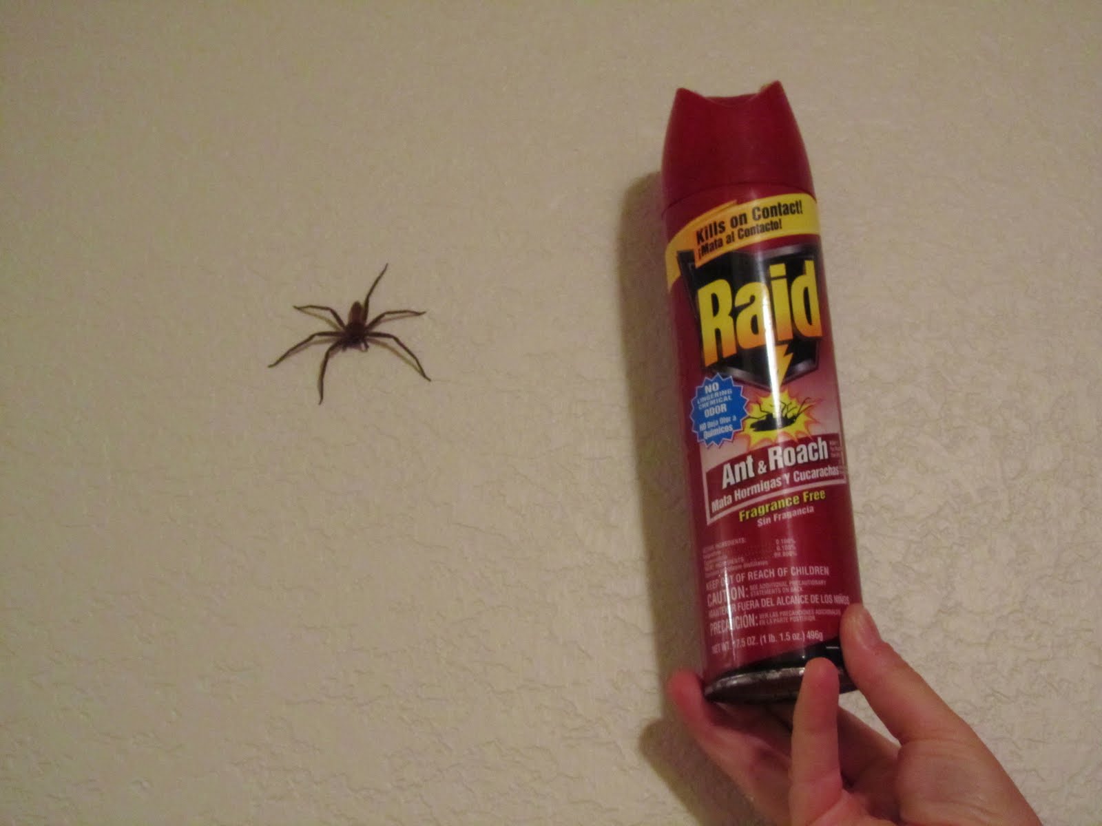 Pointless Paradise Cane Spider