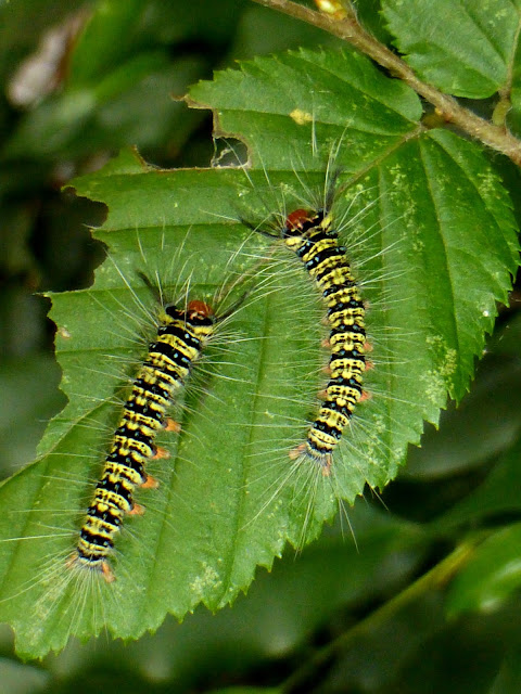 Trabala pallida caterpillar Trabala pallida caterpillar
