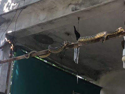 Σεισμός στη Μυτιλήνη: Παράξενο φαινόμενο! Η Σμύρνη γέμισε φίδια [pics]  