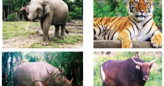 Gajah sumatra, badak bercula satu, banteng, macan dan tapir adalah ragam fauna di indonesia yang dap