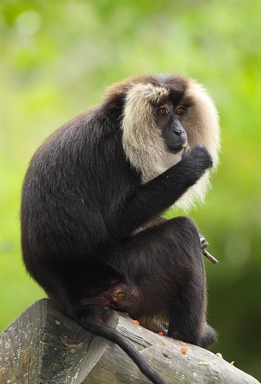 ANIMALEs EN LAs SOMBRAs.: Los 14 monos más raros del mundo.