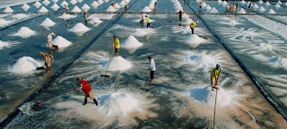 Nghề làm muối ở Bạc Liêu nghe-lam-muoi-o-Bac-Lieu