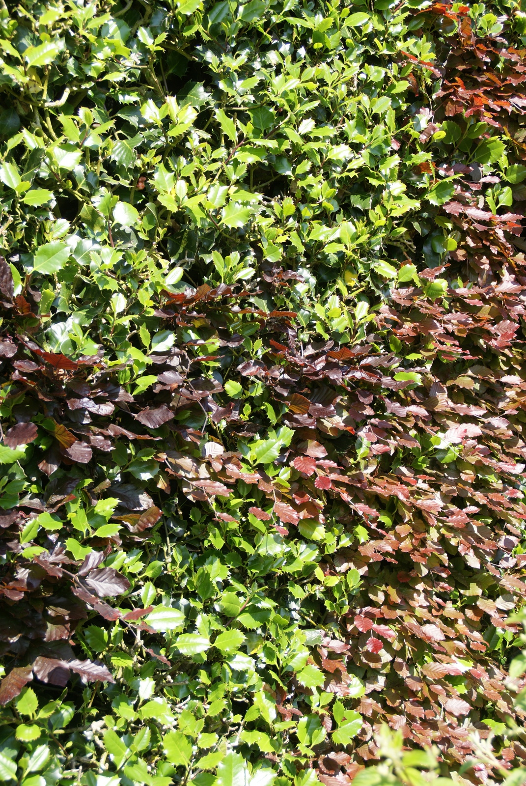 Purple Leafed Plum Purple Leaf Plum Tree Purple Plum Tree Plum