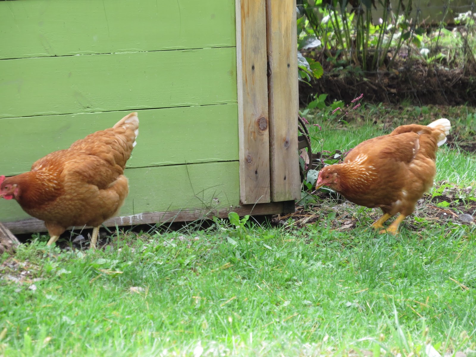 Gardening With Chickens