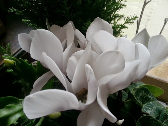 White Cyclamen close up in bloom