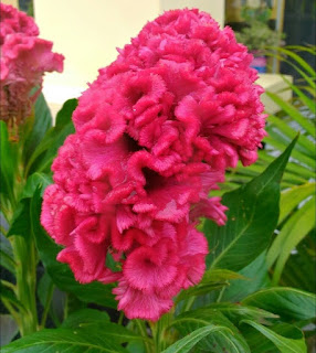 Manfaat Tanaman Bunga Jengger Ayam Sebagai Obat Alami  apakah anda tahu tanaman bunga jengger ayam  Manfaat Tanaman Bunga Jengger Ayam Sebagai Obat Alami