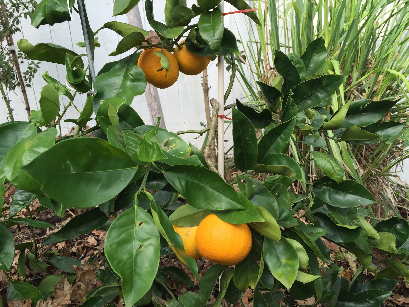 Citrus Enthusiast: Currently In Season: June