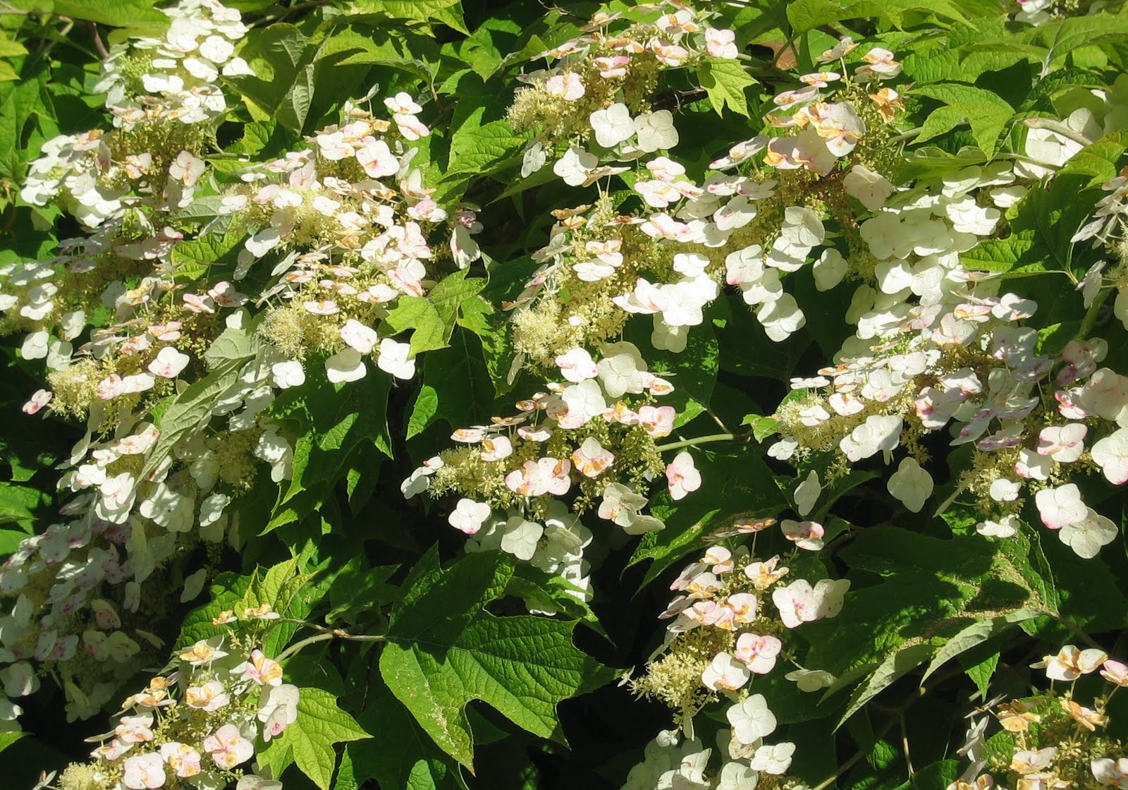 alidei: Jardín Botánico / Botanic garden
