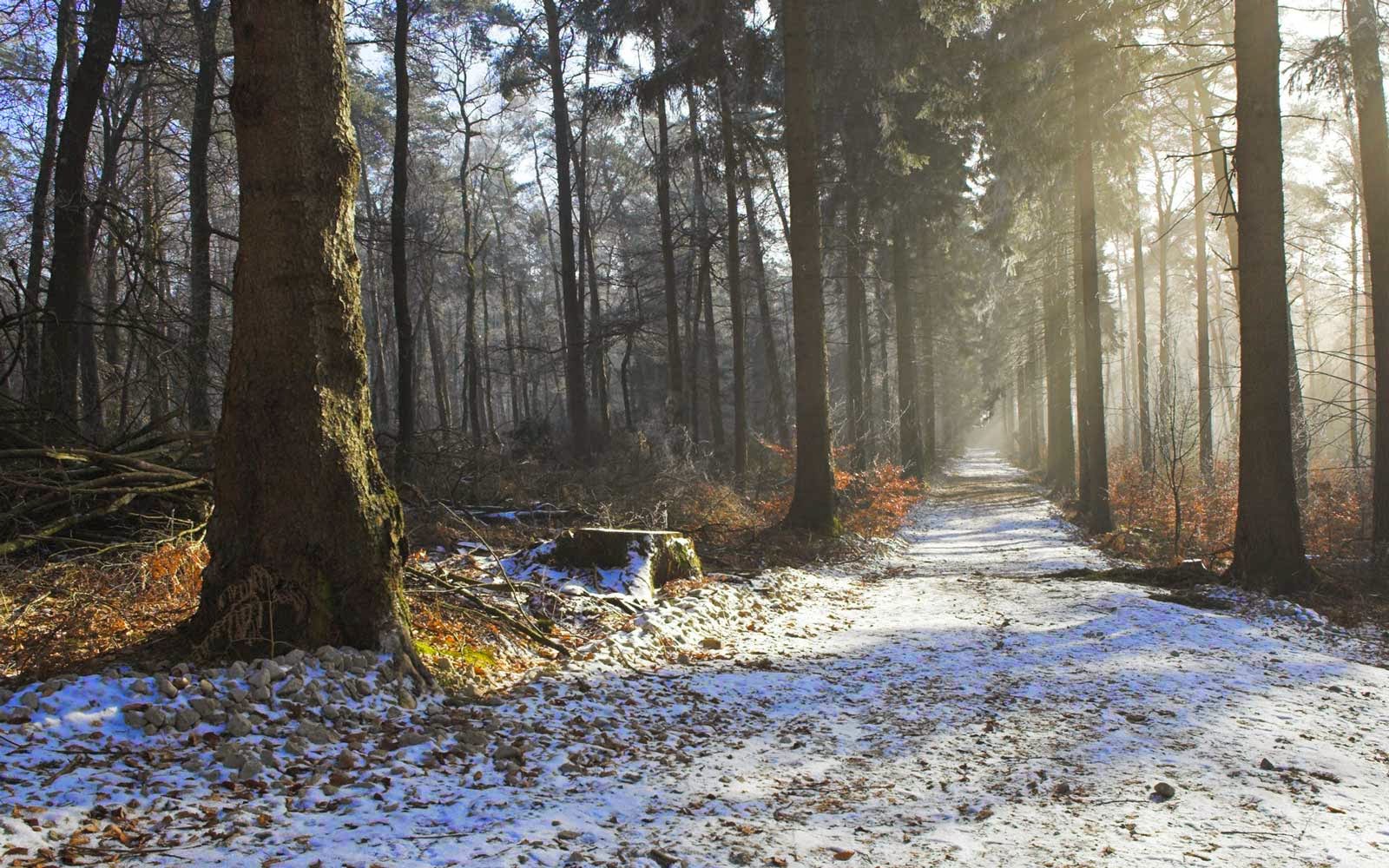 Trees Road Autumn Winter Morning Beauty Nature Wallpaper