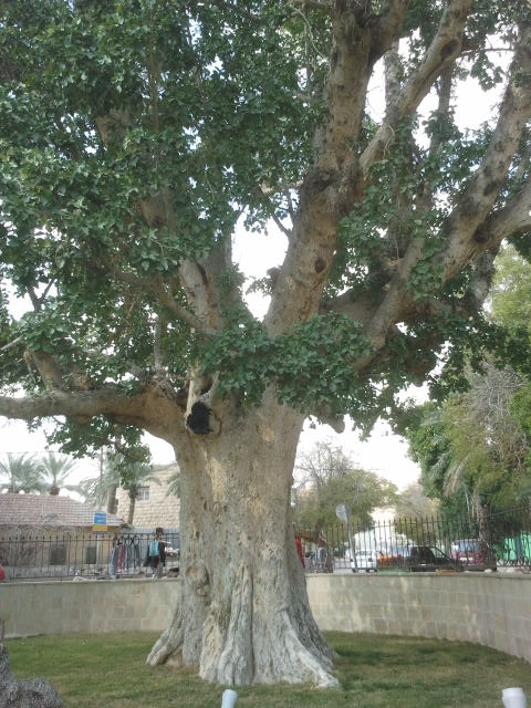 Смоковница в израиле Смоковница в израиле