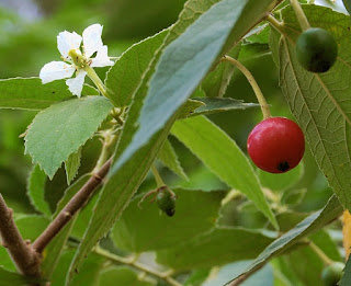 manfaat buah talok