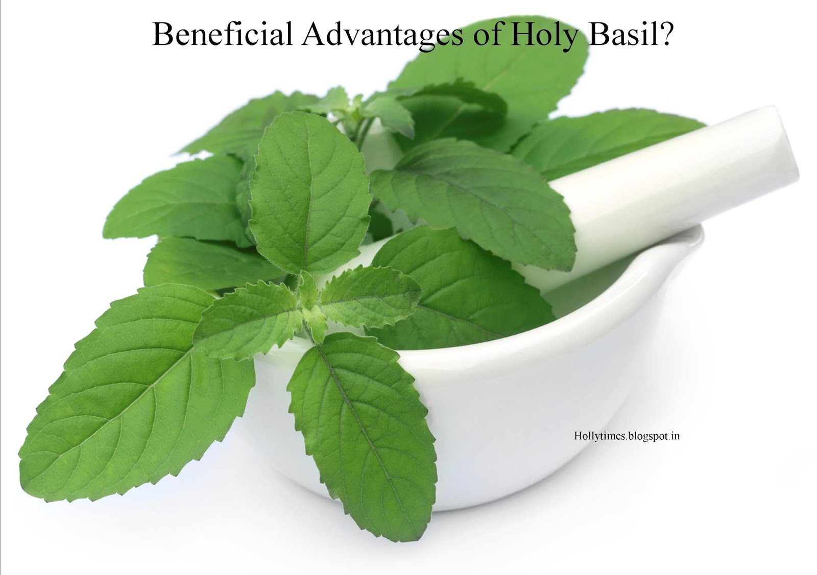 Indian Tourism Beneficial Advantages of Holy Basil?