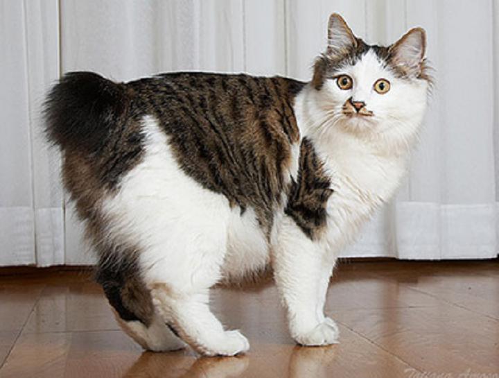 Kurilian-bobtail-cats-healthiana