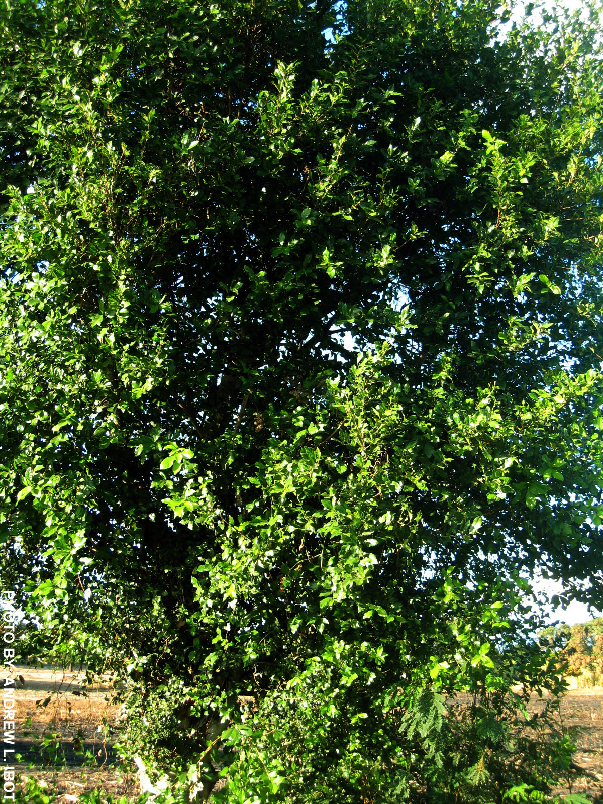 Ako si ANDREW IBOT! Tsaang Gubat Halamang Gamot / Herbal Medicine