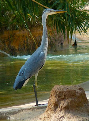 grey bird pelican cranes animals posters heron