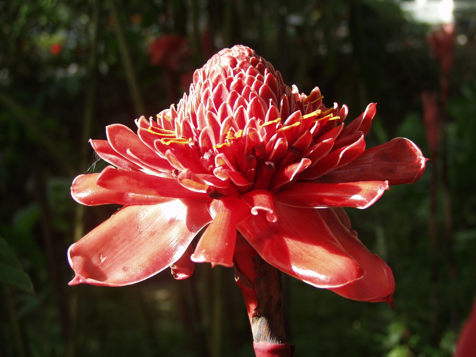 Flowers Etlingera elatior (torch ginger)