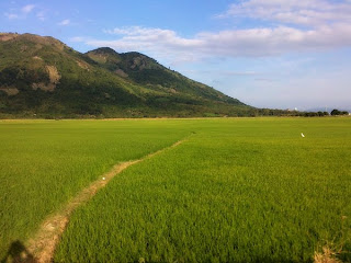 Rice fields in Nha Trang