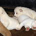 В зоопарка в Тбилиси се родиха три бели лъвчета (видео)