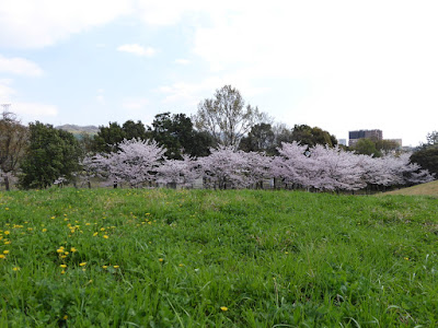 寝屋川公園 ふれあいの丘周辺の桜