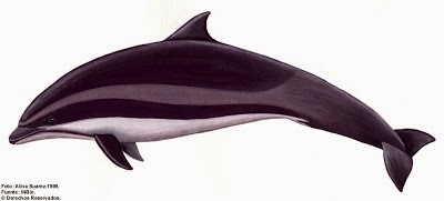 Delfin de Borneo