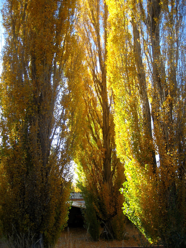 Living Rootless Cloudcroft, NM Karr Canyon and the Mystery of
