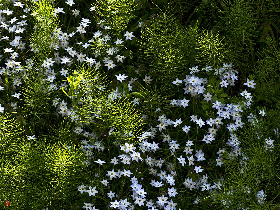 Gardentropics Today S Flowers Mussaenda