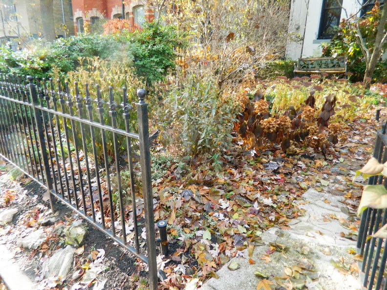 Garden Muses A Small Toronto Gardening Services Company Blog November
