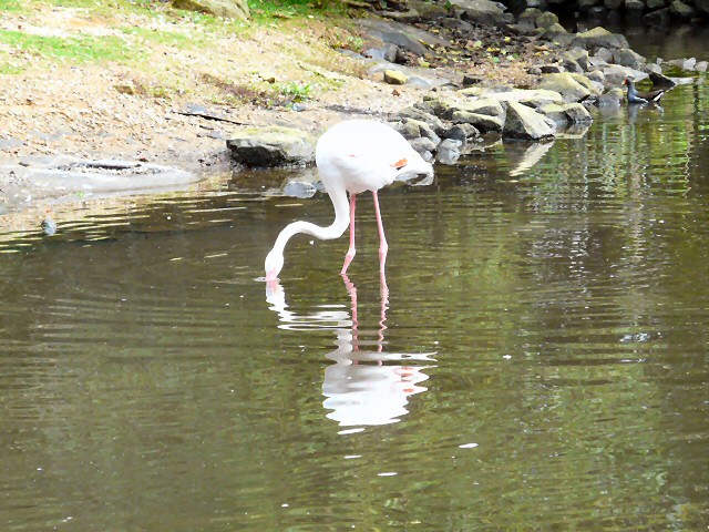 gorey flamingo painting gorey flamingo painting