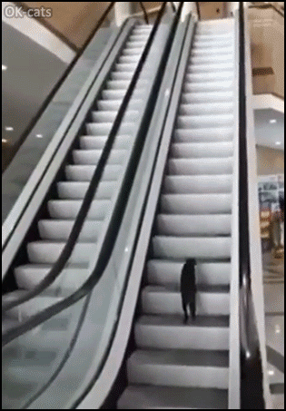 Amazing Cat GIF • Playful kitty having fun in the Mail escalator running up and then going down slowly hehe Amazing Cat GIF • Playful kitty having fun in the Mail escalator running up and then going down slowly hehe
